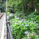 鎌倉の街と紫陽花の道、目指すは高級佃煮屋さん宗達