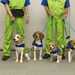 探知犬チーム「くんくんズ」発足