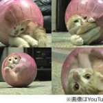 昨日はワンワン。今日はニャンニャン。