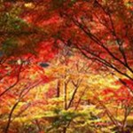 驚きの「急性胃腸炎」