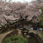 二ヶ領用水 宿河原の桜